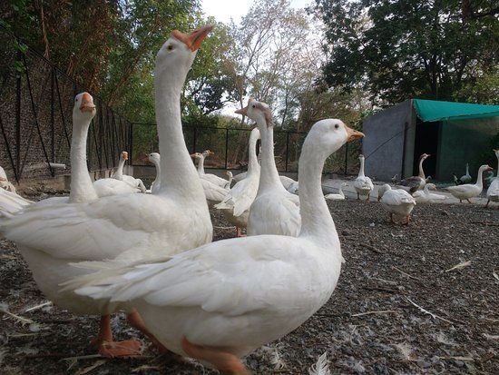 Kamla Nehru Prani Sangrahalaya